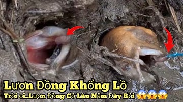 Câu lươn đồng_Trời ơi..Lươn đồng này quá lâu năm rồi_Trúng mánh đậm_tập874//Giant eel fishing