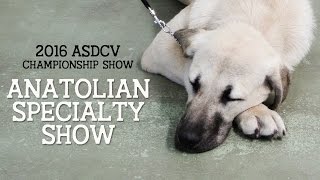 2016 Anatolian Shepherd Speciality Show - ASDCV by natatree 6,407 views 7 years ago 3 minutes, 23 seconds