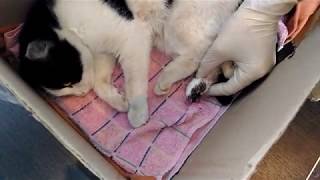 Сбитый автомобилем котёнок, сломана лапа, тазобедренная кость,рваная рана, оказание первой помощи! Сбитый автомобилем котёнок, сломана лапа, тазобедренная кость,рваная рана, оказание первой помощи!