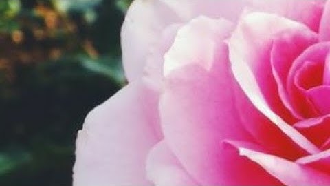 سورة الإخلاص والمعوذتين - بصوت القارئ عمر بن محمد النعيم حفظه الله تعالى ...