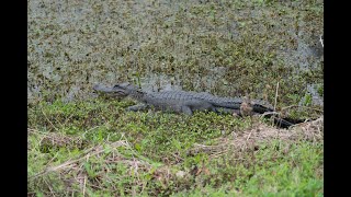 Three South East Texas Parks