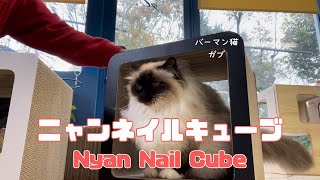 バーマン猫ラフとガブとウリとミカ【ニャンネイルキューブ】Nyan Nail Cube（バーマン猫）Birman/Cat by J 126 views 4 weeks ago 3 minutes, 46 seconds