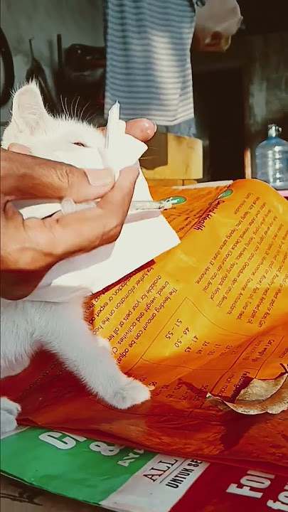 Pertolongan segerakan jangan ditunda bila anak kucing cacingann