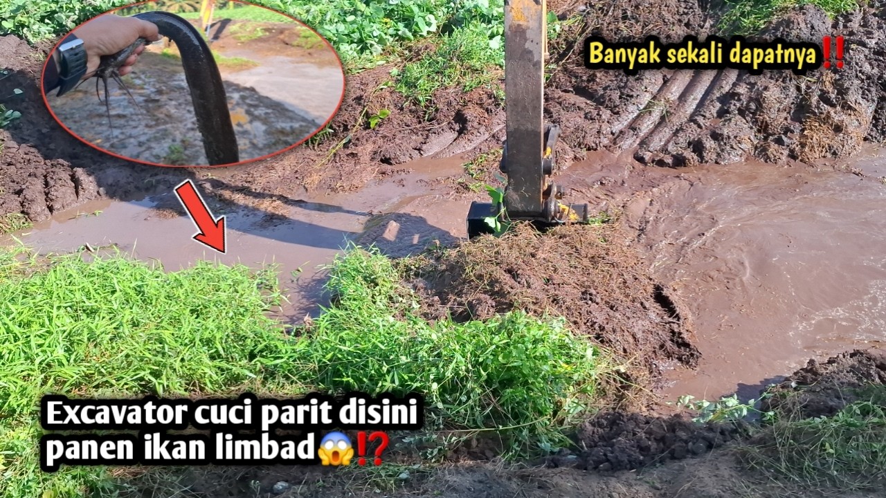 Excavator cuci parit disini panen ikan limbad😱⁉️banya sekali dapatnya‼️