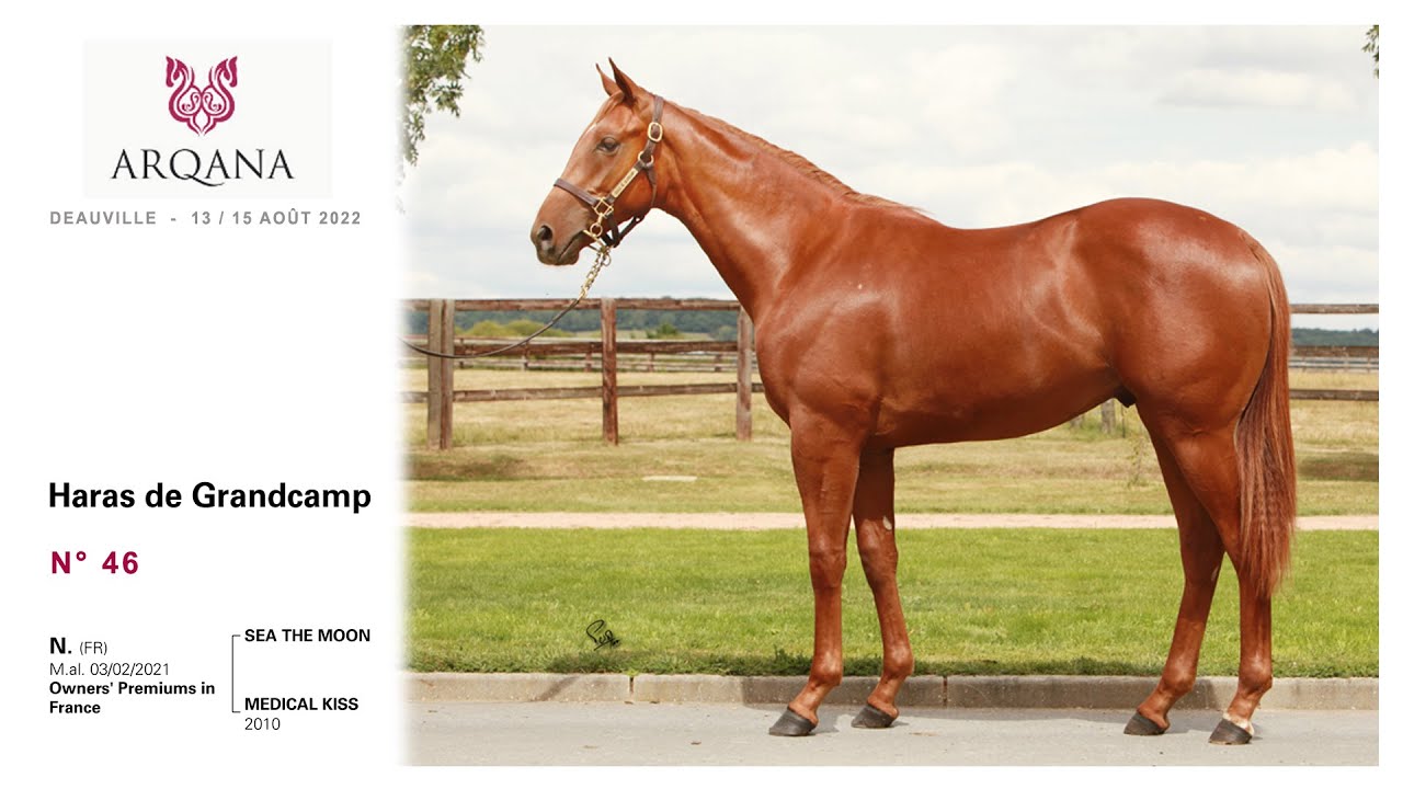Arqana 2022.08- N° 46 - M. / Sea The Moon x Medical Kiss, présenté par le Haras de Grandcamp.