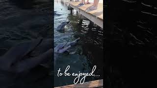 Dolphin Sunset Celebration | An Exclusive After-Hours Experience in the Florida Keys