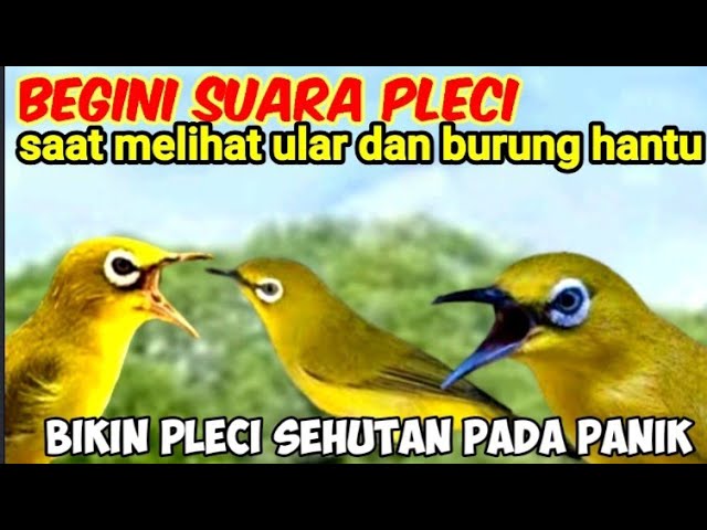 Suara Pikat Pleci Yang Susah Turun||SUARA PLECI NGECIR RIBUT class=