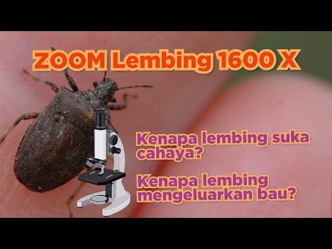 Video: Mengapa lembing bau?