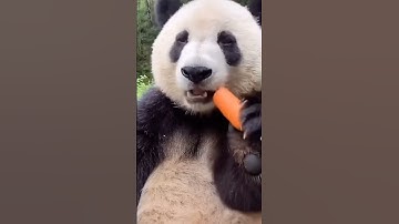 Do the Chinese own all the pandas in the world?