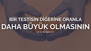 Bir Testisin Diğerine Oranla Daha Büyük Olmasının Sebebi Nedir? - Prof Dr Ömer Faruk Karataş