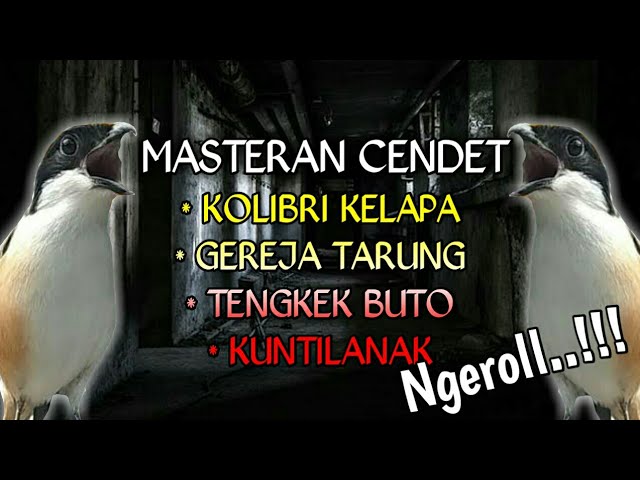 Ngeriiii..!!!masteran cendet ngeroll kolibri kelapa, gereja tarung, tengkek buto, dan kuntilanak class=