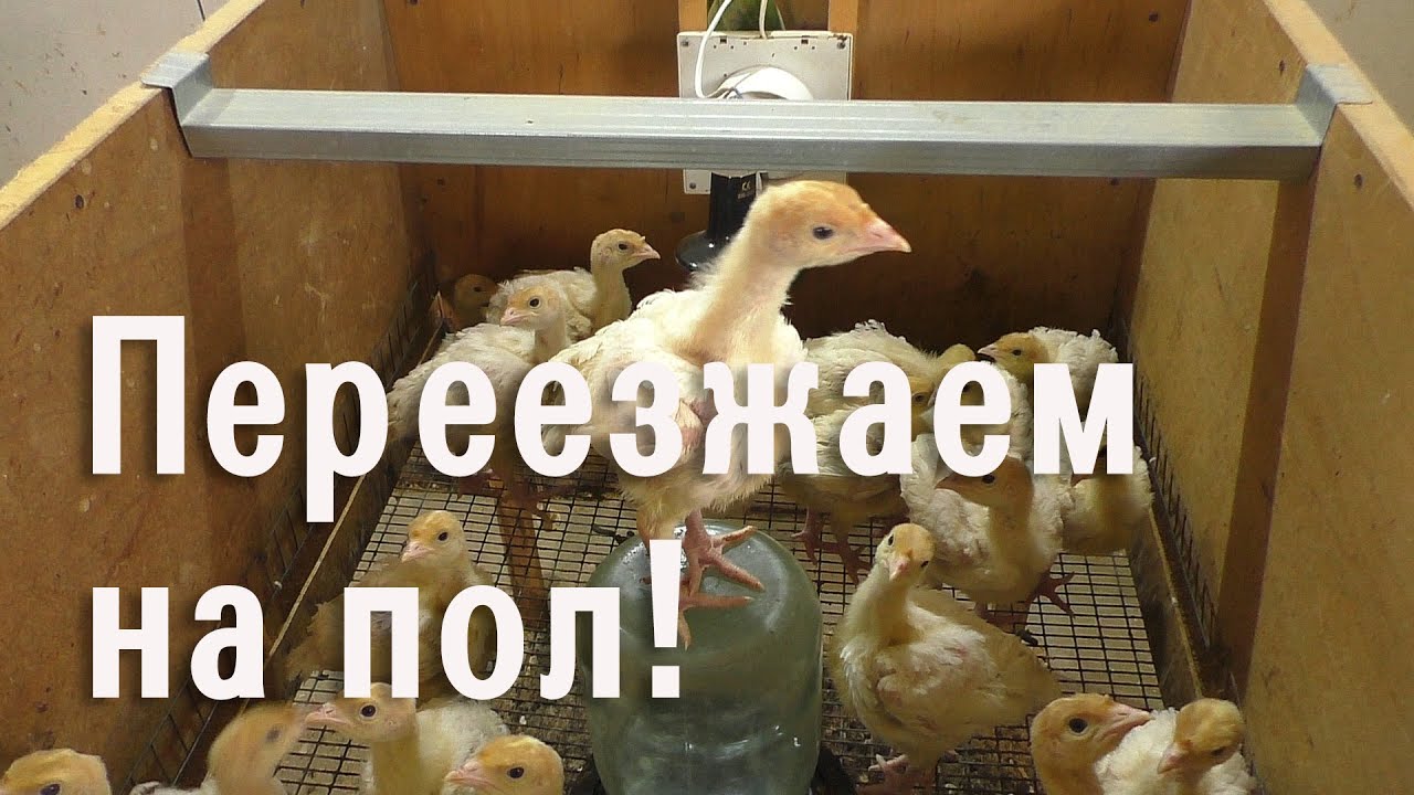 Пересадка индюшат на пол - YouTube