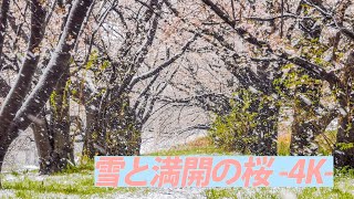 【4K】雪と満開の桜 @戸田公園　2020/03/29