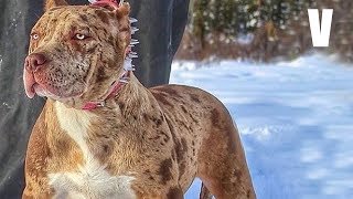 ¿Este Perro puede ganarle al Pitbull?  Pitbull VS Fila brasilero