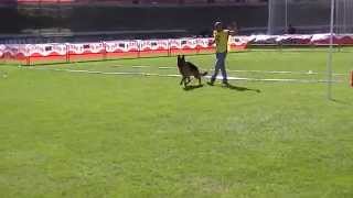 Neko de Alaxe - Spanish Sieger Show  2014 - Males 18 to 24 Months