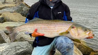 Fishing For HUGE Striped Bass At The Cape Cod Canal 2023