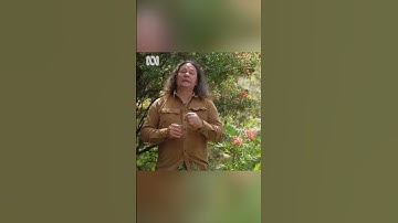 Hoe krijg je meer vogels in je tuin? | Gardening Australia