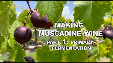 How to Make Muscadine Wine: Primary Fermentation (Part 1)