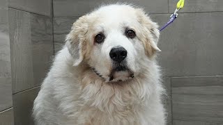 When the owner cries at pick-up 🥹 | Senior Great Pyrenees first ever spa day