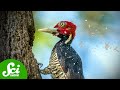 Woodpecker heads are helmetsand hammers