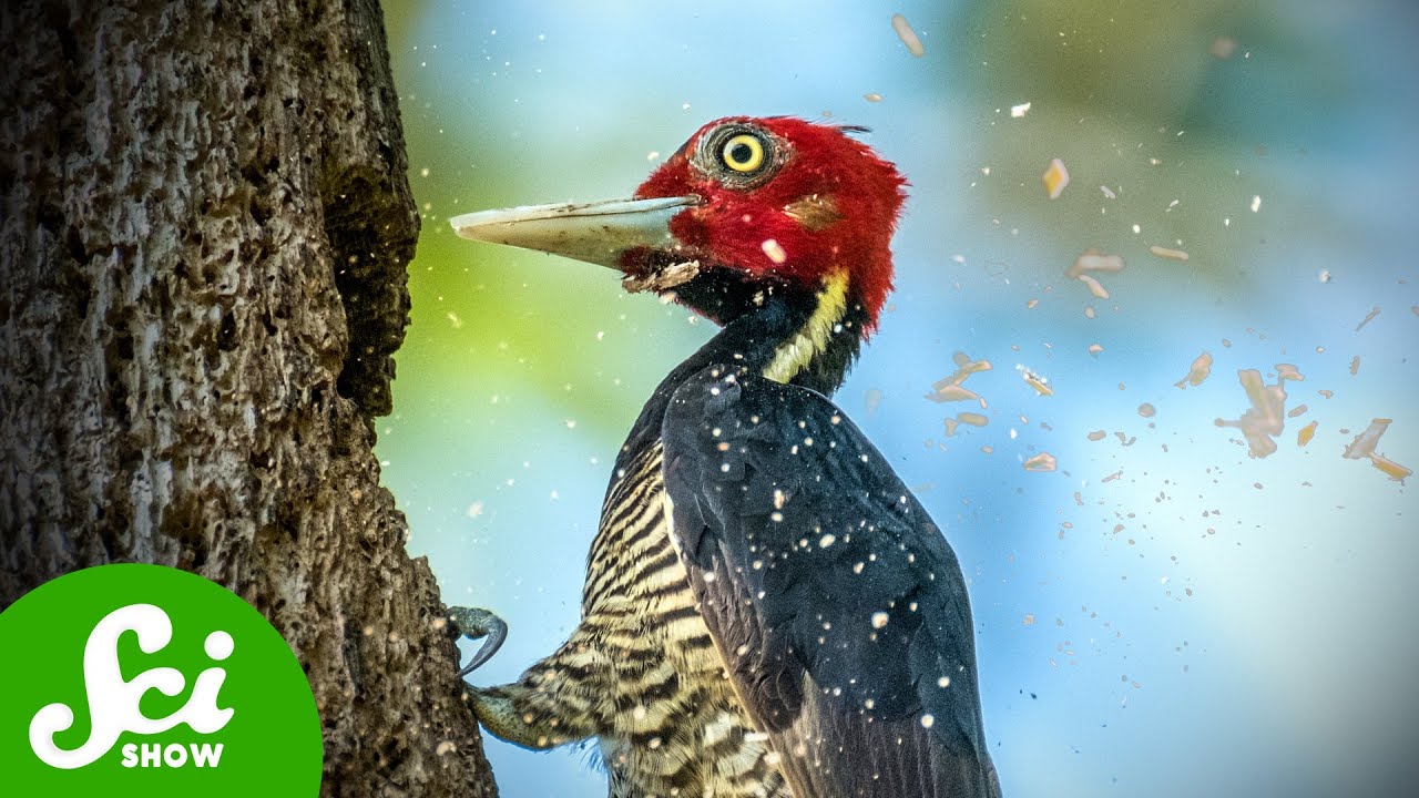 Woodpecker Heads are Helmets…AND Hammers