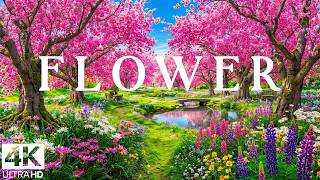 Spring Flower 4K Aerial Film 🌸 Tulip Valleys, Sakura Gardens & Soft Morning Glow | VIDEO 4K Ultra HD screenshot 3