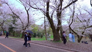 Yoyogi Park Cherry Blossoms Starting to Fall - Tokyo Japan Walk 4K by Nomadic Japan 367 views 1 month ago 38 minutes