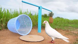 Best Quick Pigeon Bird Trap With PVC Pipe Cardboard And Pineapple Fruit_ Basket, Paper Trap by Homefising 153,295 views 10 months ago 8 minutes, 48 seconds