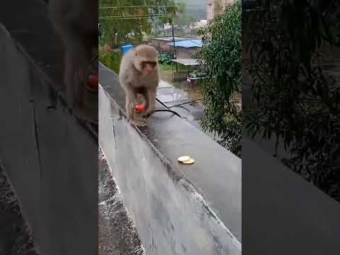 Jay Shree Ram Ram Ji Happy New Year 2026 #ram #hanumanji #mahadev #happynewyear2026 #shorts #devi