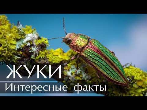 Интересные факты о Жуках