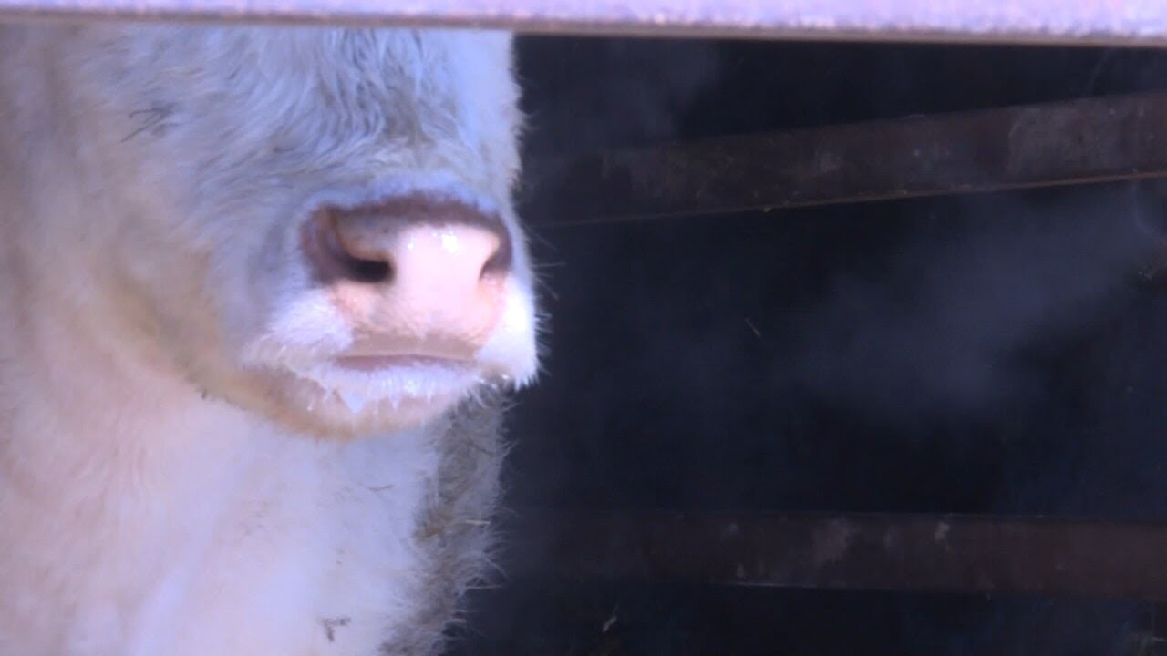 Missouri Dept. of Agriculture asks unpaid cattle farmers at Sarcoxie, Mo., livestock sale barn