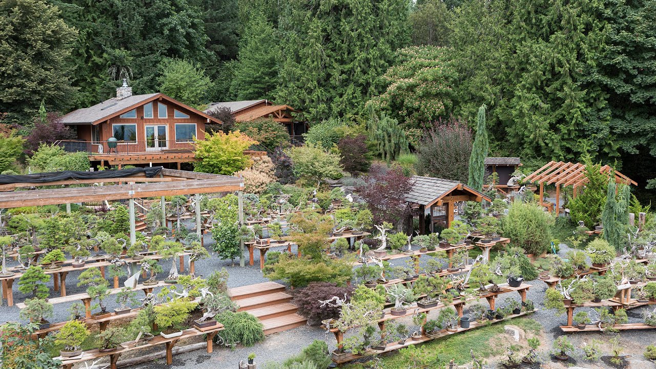 Bonsai Mirai & COVID19 YouTube