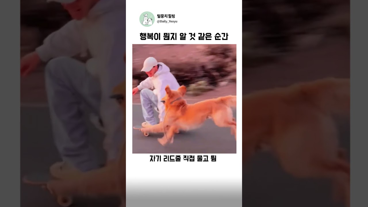 행복이 뭔지 알 것 같은 순간 나도 모르게 웃음 나옴 #힐링 #귀여운 #감동