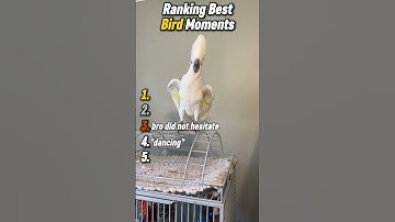 Ranking Best Bird Moments #shorts