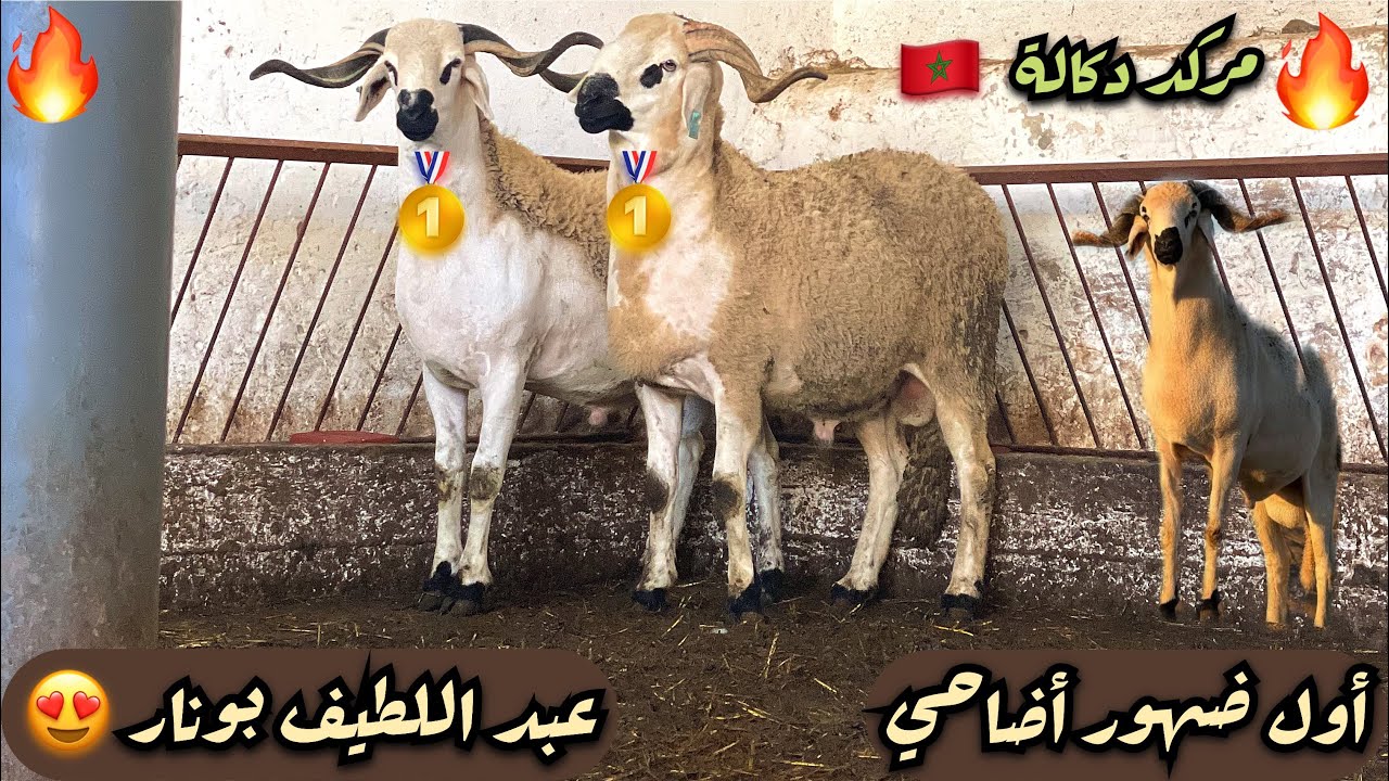 🚨أول ضهور الكساب الخلوق عبد اللطيف بونار و الأضاحي الذي سيقدم العيد الأضحى هذه سنة 2026 🚨