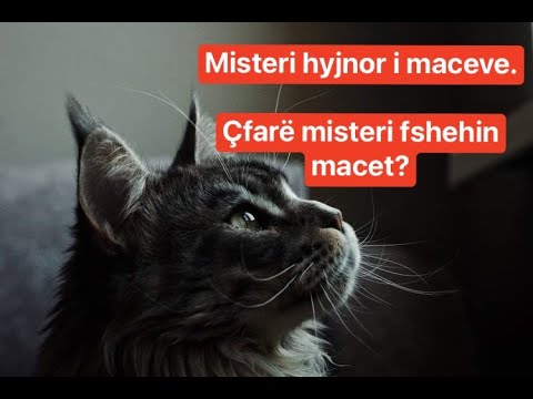 Video: Çfarë Do Të Thotë Sterilizimi I Maceve?