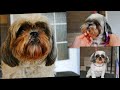 Shih Tzu Head Grooming only by Scissors