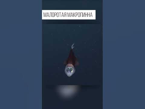 Рыба с прозрачной головой. И необычными глазами - YouTube