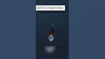 Рыба с прозрачной головой.  И необычными глазами