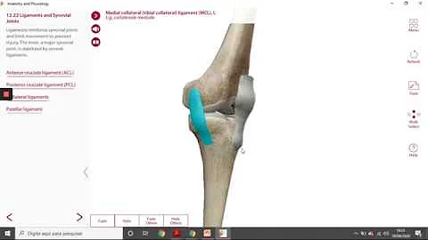 O que são ligamentos Intracapsulares?