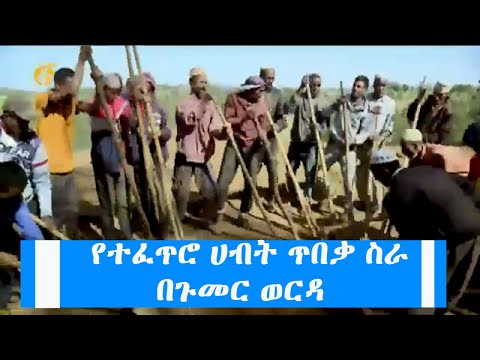 ቪዲዮ: ዴቭ ታንጎ የተጣራ ዋጋ፡ ዊኪ፣ ያገባ፣ ቤተሰብ፣ ሠርግ፣ ደሞዝ፣ እህትማማቾች