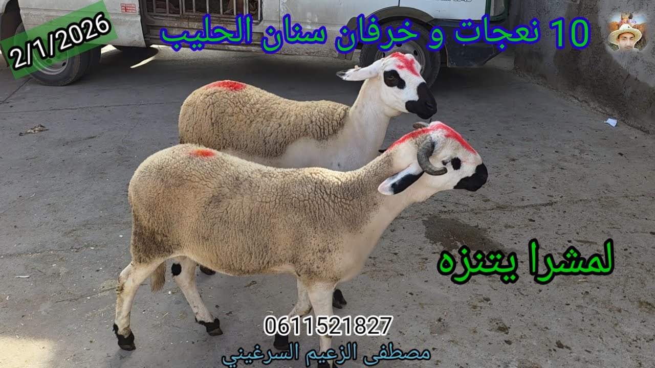 بسم الله توكلت على الله 