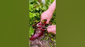 The process of removing radish seedlings = good tools can increase efficiency
