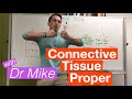 Connective Tissue Proper