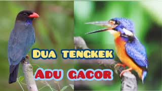 Tengkek Buto vs Tengkek Udang Gacor / Masteran paling dcari