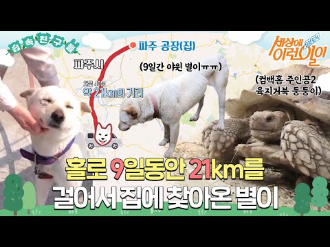 [습속친구들] 20km를 9일동안 홀로 집에 돌아온 ‘별이’ × 행운의 <strong>육지거북</strong> 둥둥이 #순간포착세상에이런일이 #WhatonEarth #SBSstory
