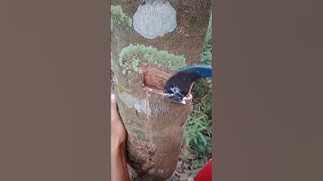 One hand cutting rubber 😱 | Hardwork 🙏🏻 | #rubberfarming #rubbertree #satisfying #rubberplant