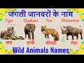 Wild Animals Names with Picture | जंगली जानवर | Jangali Janawar | Wolf ,Tiger , Bear , Deer, Lion