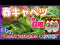 【春キャベツ】収穫　植え付け～収穫までの成長変化（日数カウント付き）　マロ夫の「俺の（苦手な）包丁さばきを見ろ！」シリーズ　マロ夫とマロの楽しい家庭菜園／貸し農園