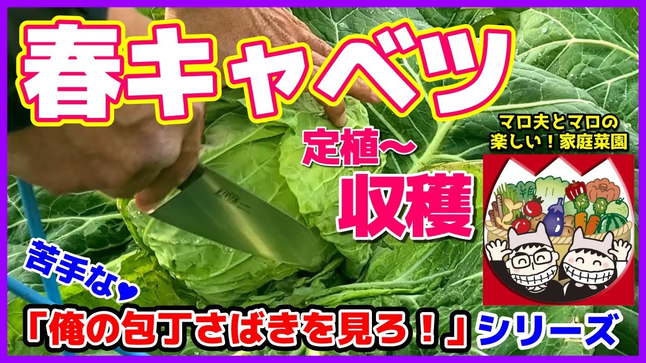 キャベツ苗　200本　年内から年明けにかけての収穫 キャベツ苗200本 年内から年明けにかけての収穫